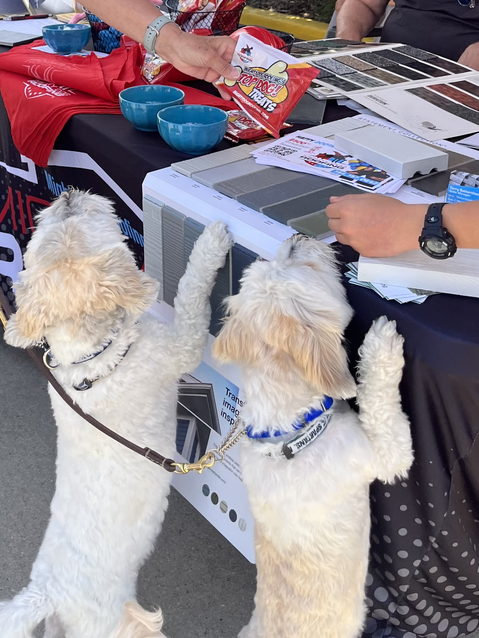 Fiesta del 200 aniversario de Ann Arbor Fiesta Townie 2024